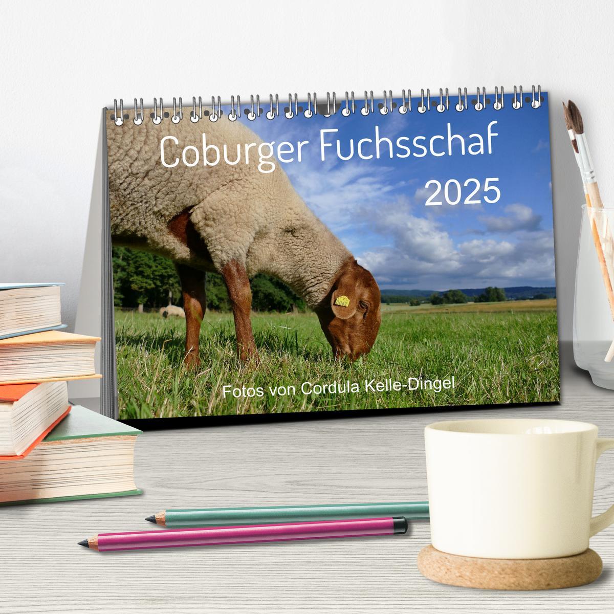 Bild: 9783435171767 | Coburger Fuchsschaf (Tischkalender 2025 DIN A5 quer), CALVENDO...