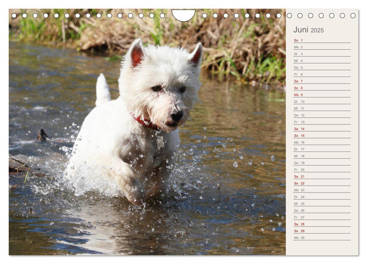 Bild: 9783435408665 | West Highland White Terrier - Selbstbewustes Powerpaket - der...