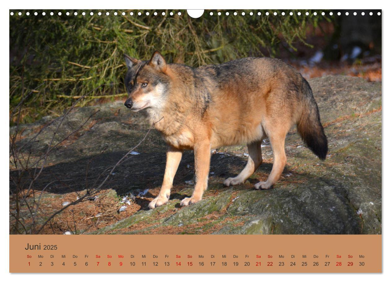 Bild: 9783435393398 | Begegnungen DER WOLF (Wandkalender 2025 DIN A3 quer), CALVENDO...