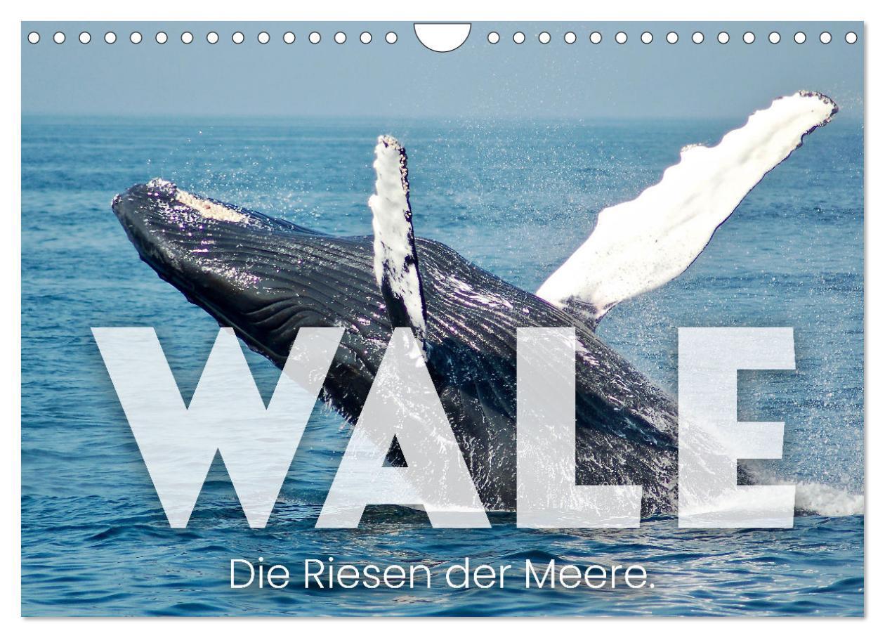 Cover: 9783675910553 | Wale - Die Riesen der Meere. (Wandkalender 2024 DIN A4 quer),...