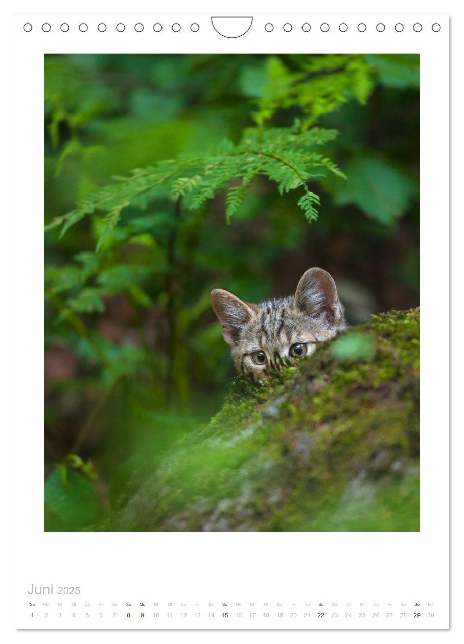 Bild: 9783435954513 | Wildkatzen - Kleine Samtpfoten des Waldes (Wandkalender 2025 DIN A4...