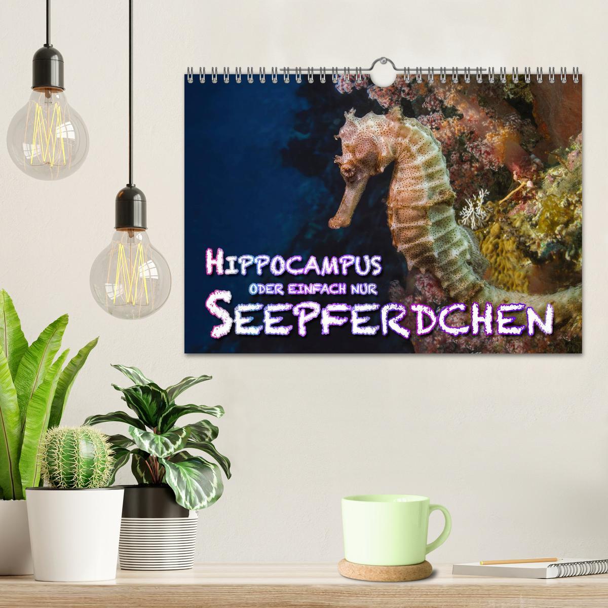 Bild: 9783435504329 | Hippocampus oder einfach nur Seepferdchen (Wandkalender 2025 DIN A4...