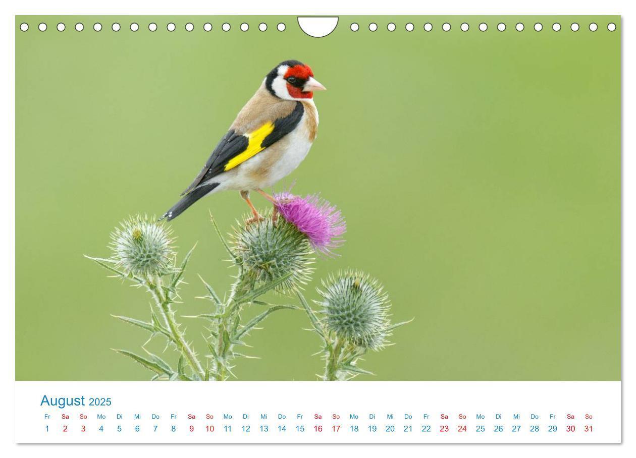 Bild: 9783435464838 | Singvögel - 12 Arten im Garten (Wandkalender 2025 DIN A4 quer),...