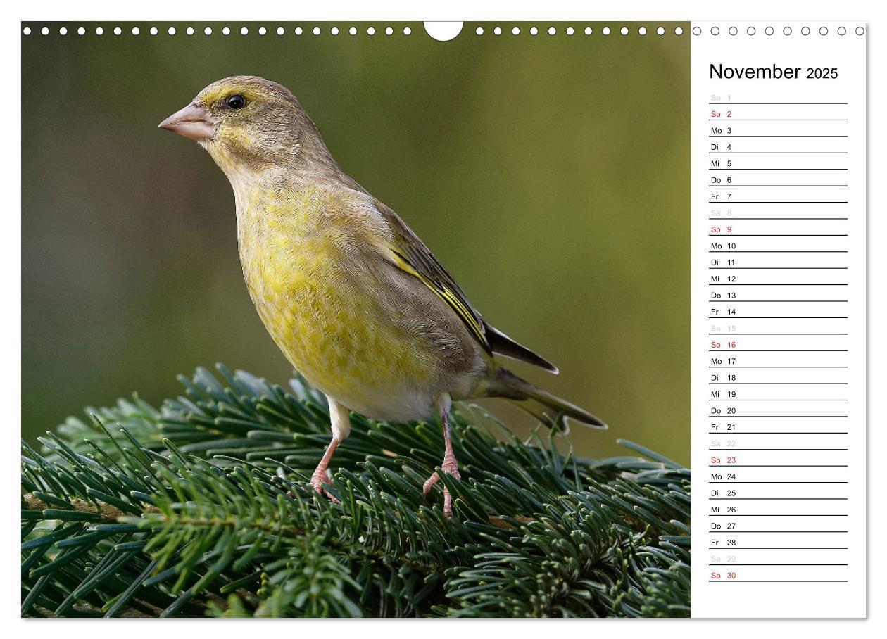 Bild: 9783435544547 | Unsere heimischen Gartenvögel (Wandkalender 2025 DIN A3 quer),...