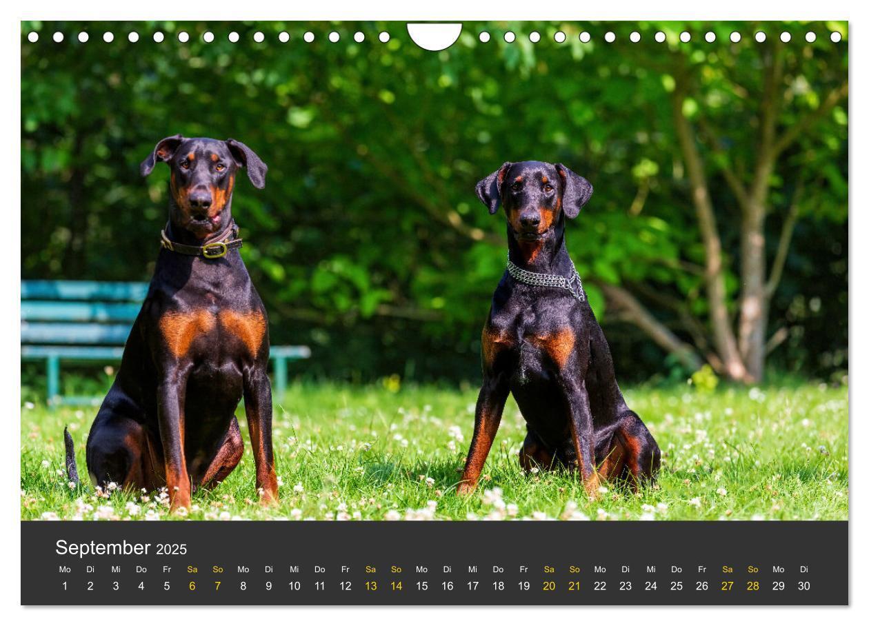 Bild: 9783435639366 | Dobermann 2025 (Wandkalender 2025 DIN A4 quer), CALVENDO...