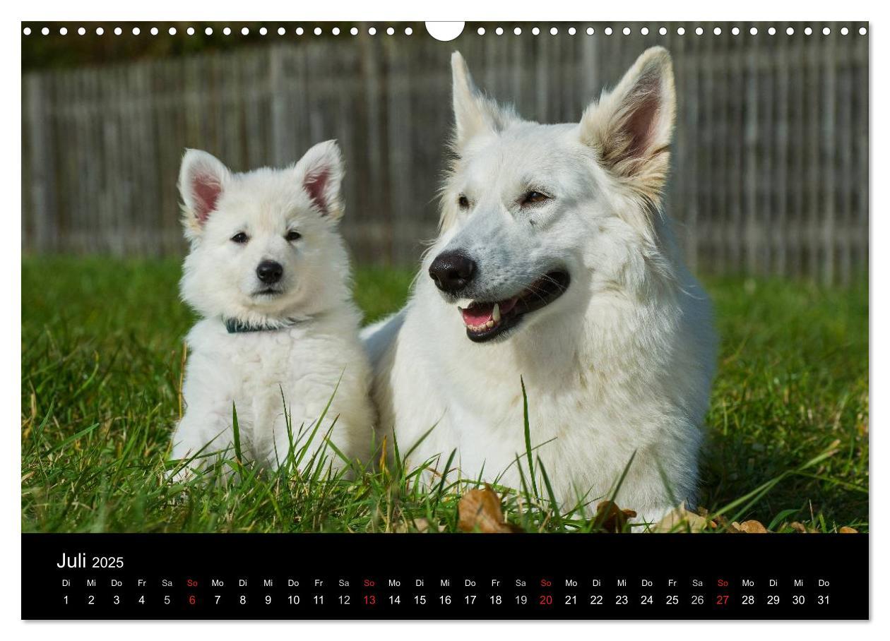 Bild: 9783435759262 | Weißer Schweizer Schäferhund - Ein Tag im Leben einer Hundefamilie...