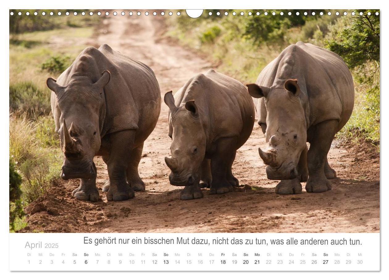 Bild: 9783435819065 | Tierische Glücksmomente mit Weisheiten (Wandkalender 2025 DIN A3...