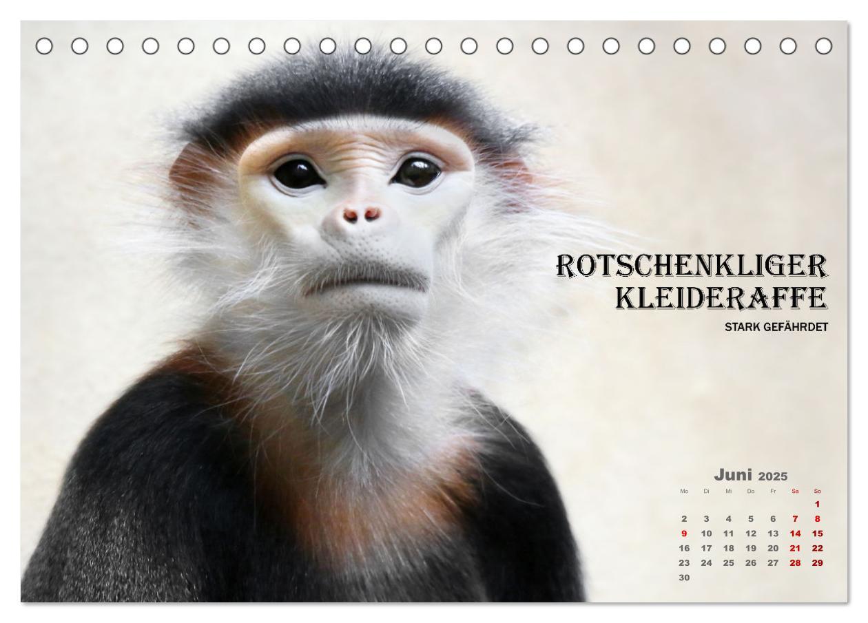 Bild: 9783435088973 | AFFENPORTRÄTS (Tischkalender 2025 DIN A5 quer), CALVENDO...