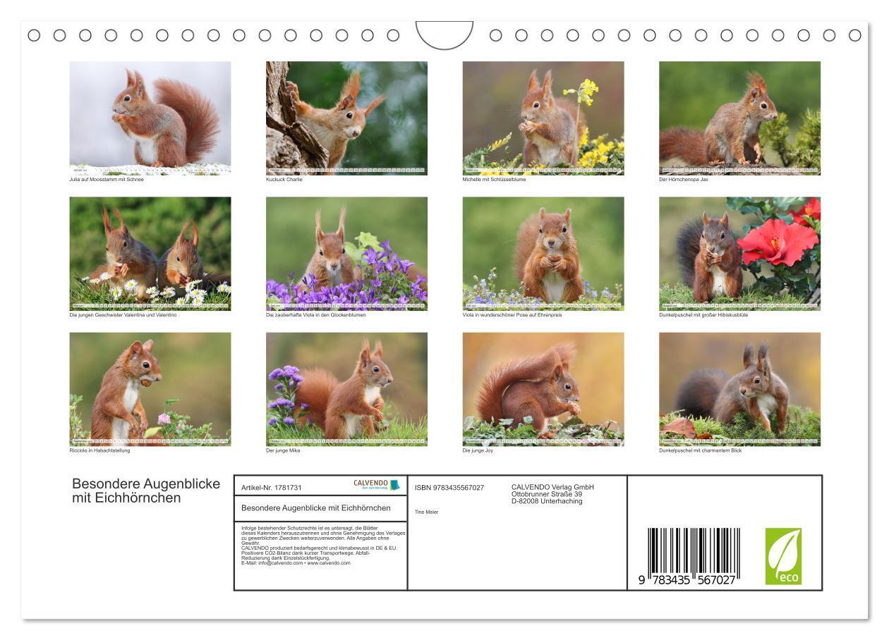 Bild: 9783435567027 | Besondere Augenblicke mit Eichhörnchen (Wandkalender 2025 DIN A4...