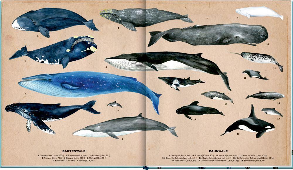 Bild: 9783649644255 | Die geheime Welt der Wale | Ein Sachbilderbuch | Rena Ortega | Buch