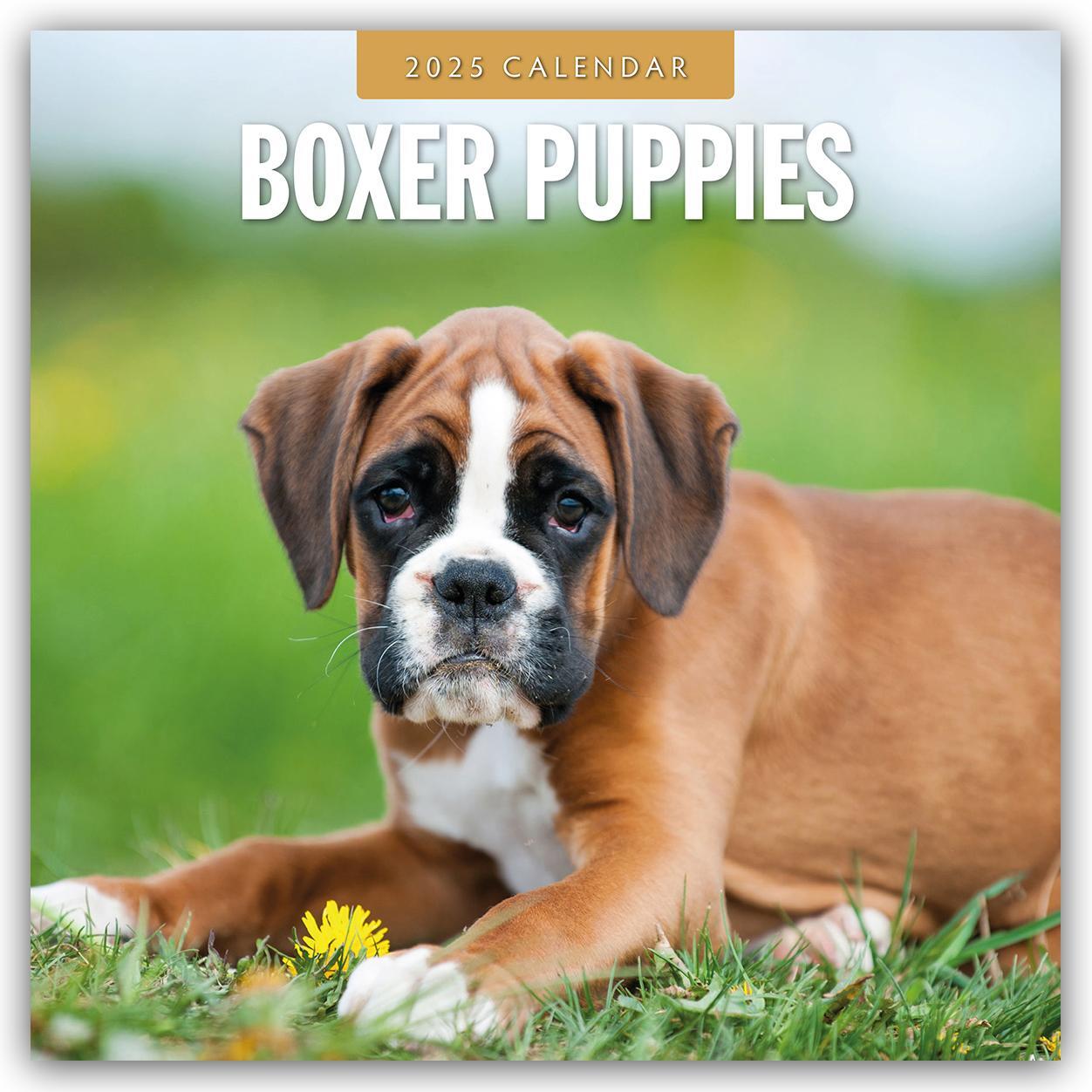 Cover: 9781804424384 | Boxer Puppies - Deutsche Boxer Welpen 2025 - 16-Monatskalender | Red