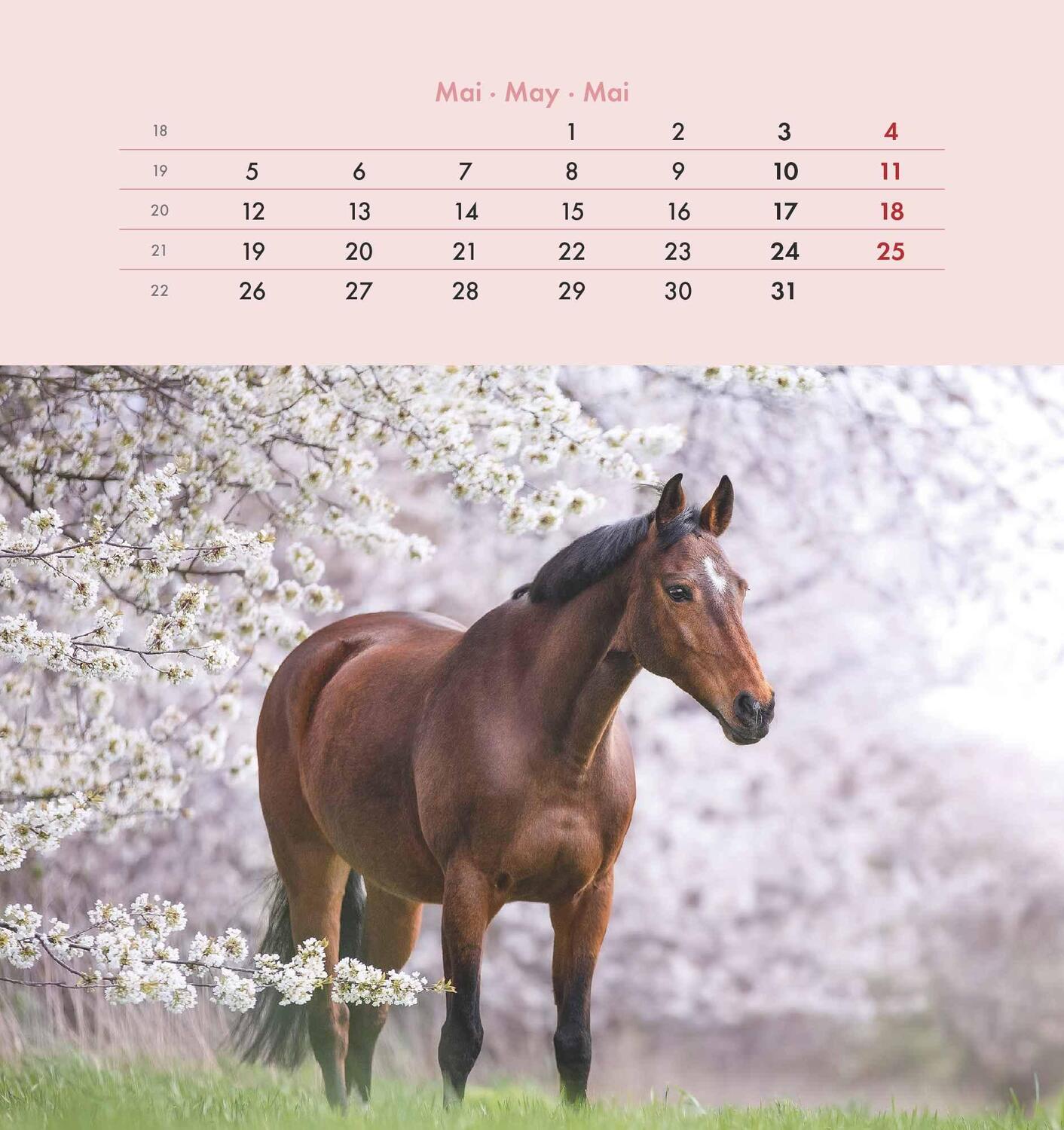 Bild: 4251732342302 | Pferde 2025 - Postkartenkalender 16x17 cm - Horses - zum Aufstellen...