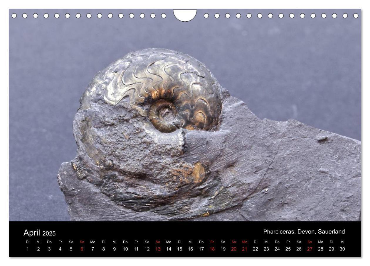 Bild: 9783435772056 | Fossilien - Zeugen der Urzeit (Wandkalender 2025 DIN A4 quer),...