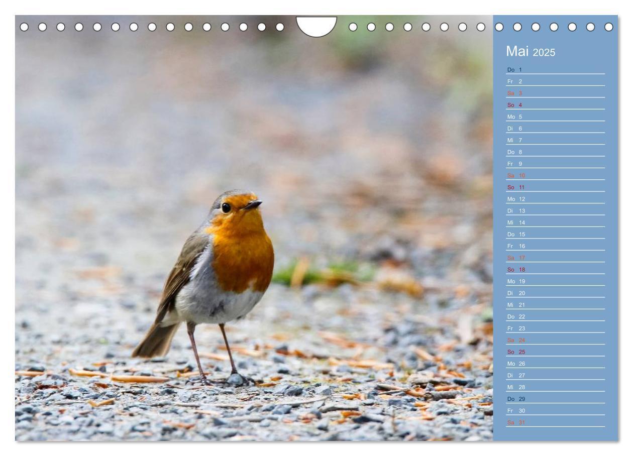 Bild: 9783435555062 | Gefiederte Gartenfreunde (Wandkalender 2025 DIN A4 quer), CALVENDO...