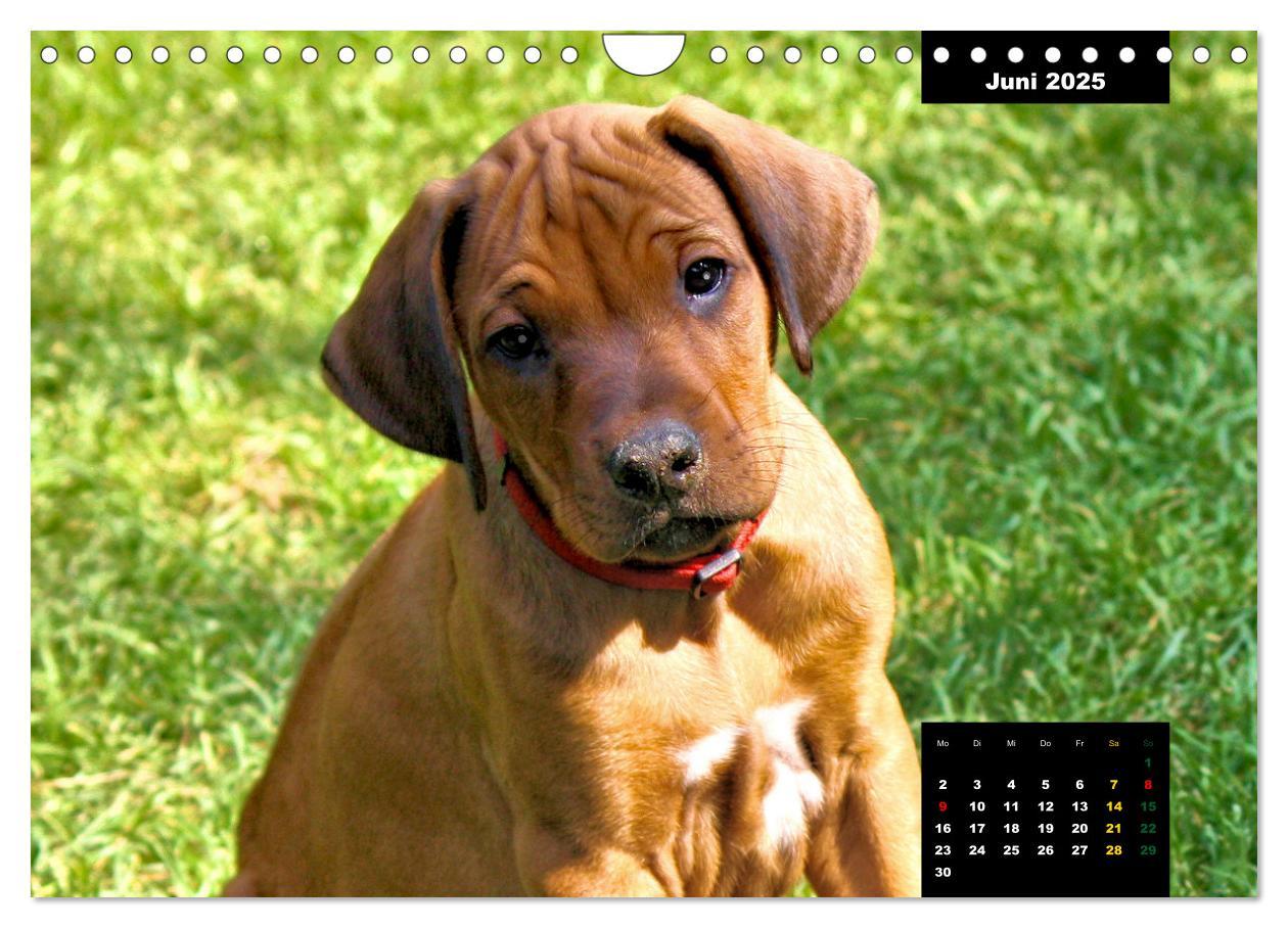 Bild: 9783383939686 | Rhodesian Ridgeback, Charmante Herzensbrecher (Wandkalender 2025...