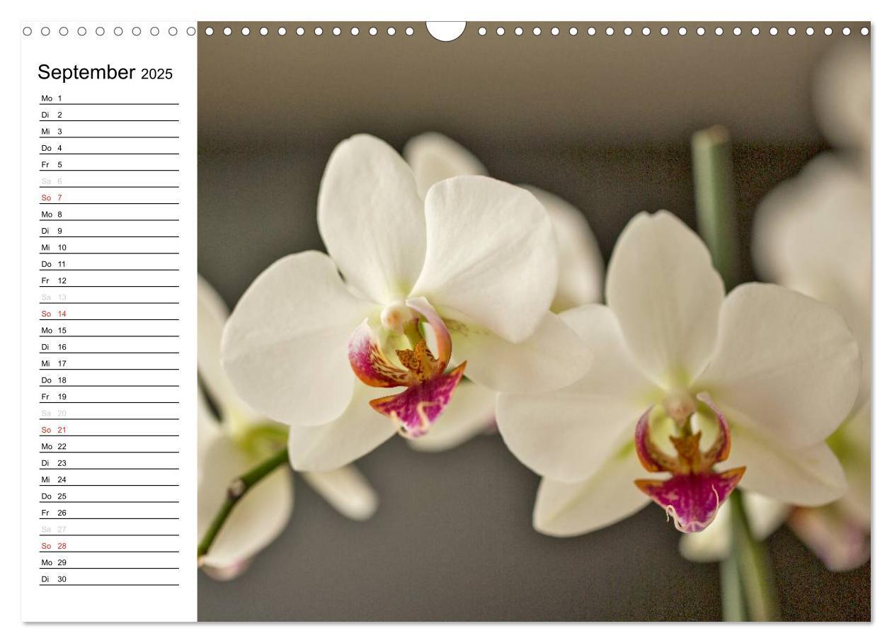 Bild: 9783435553303 | Blütenzauber Orchideen (Wandkalender 2025 DIN A3 quer), CALVENDO...