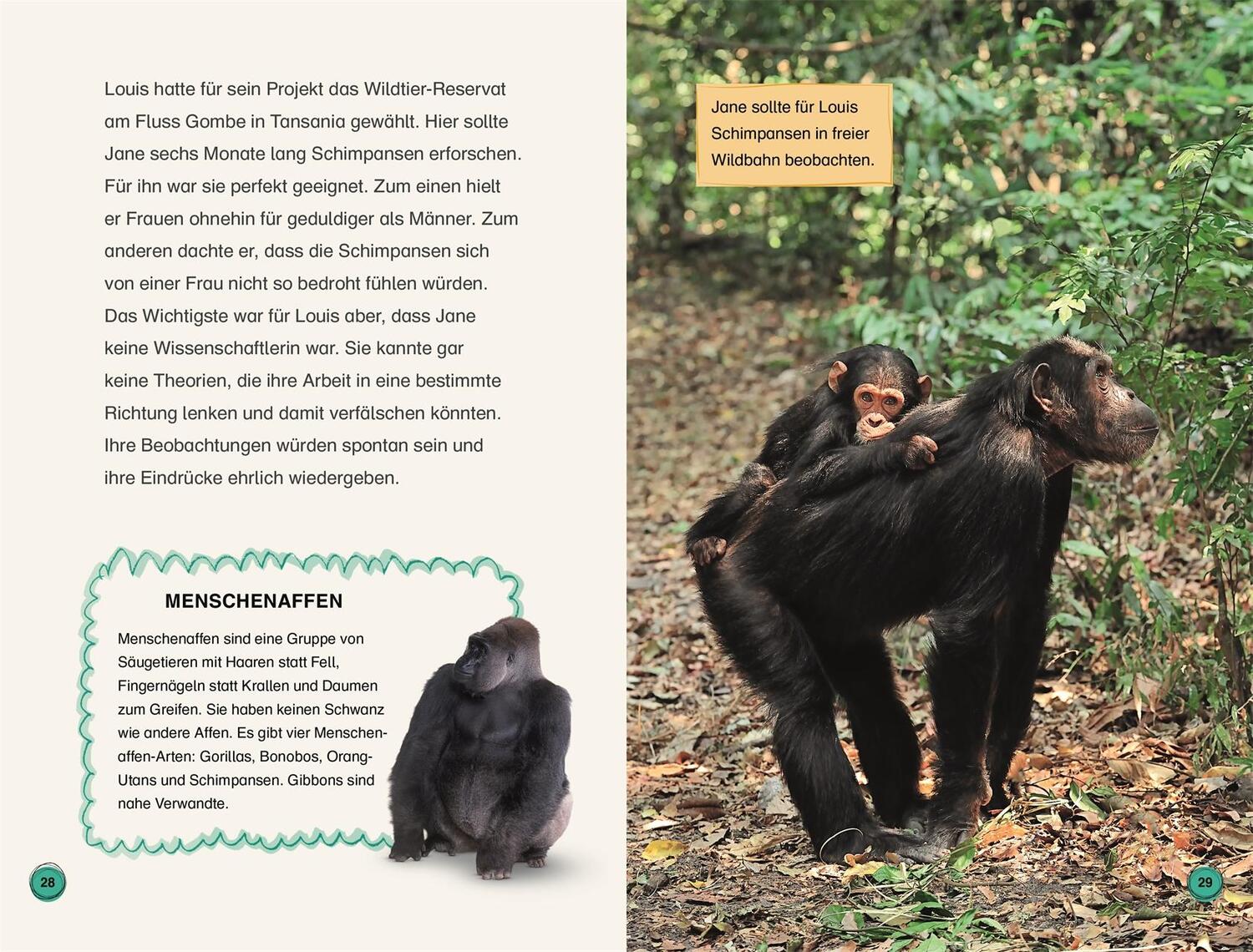 Bild: 9783831046010 | SUPERLESER! Jane Goodall. Ein Leben mit den Schimpansen | Libby Romero