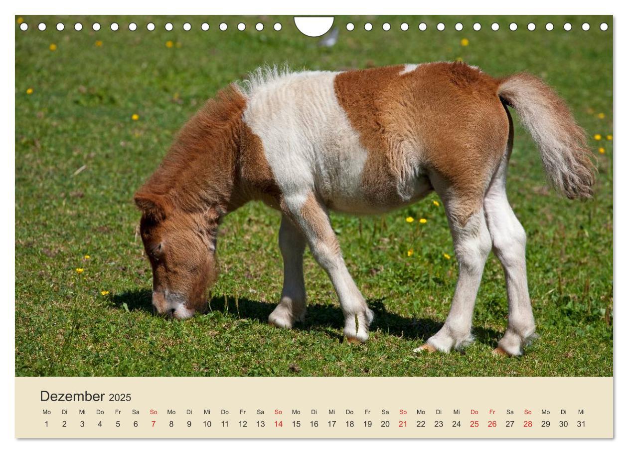 Bild: 9783435493708 | Wir sind die Stars am Bauernhof (Wandkalender 2025 DIN A4 quer),...