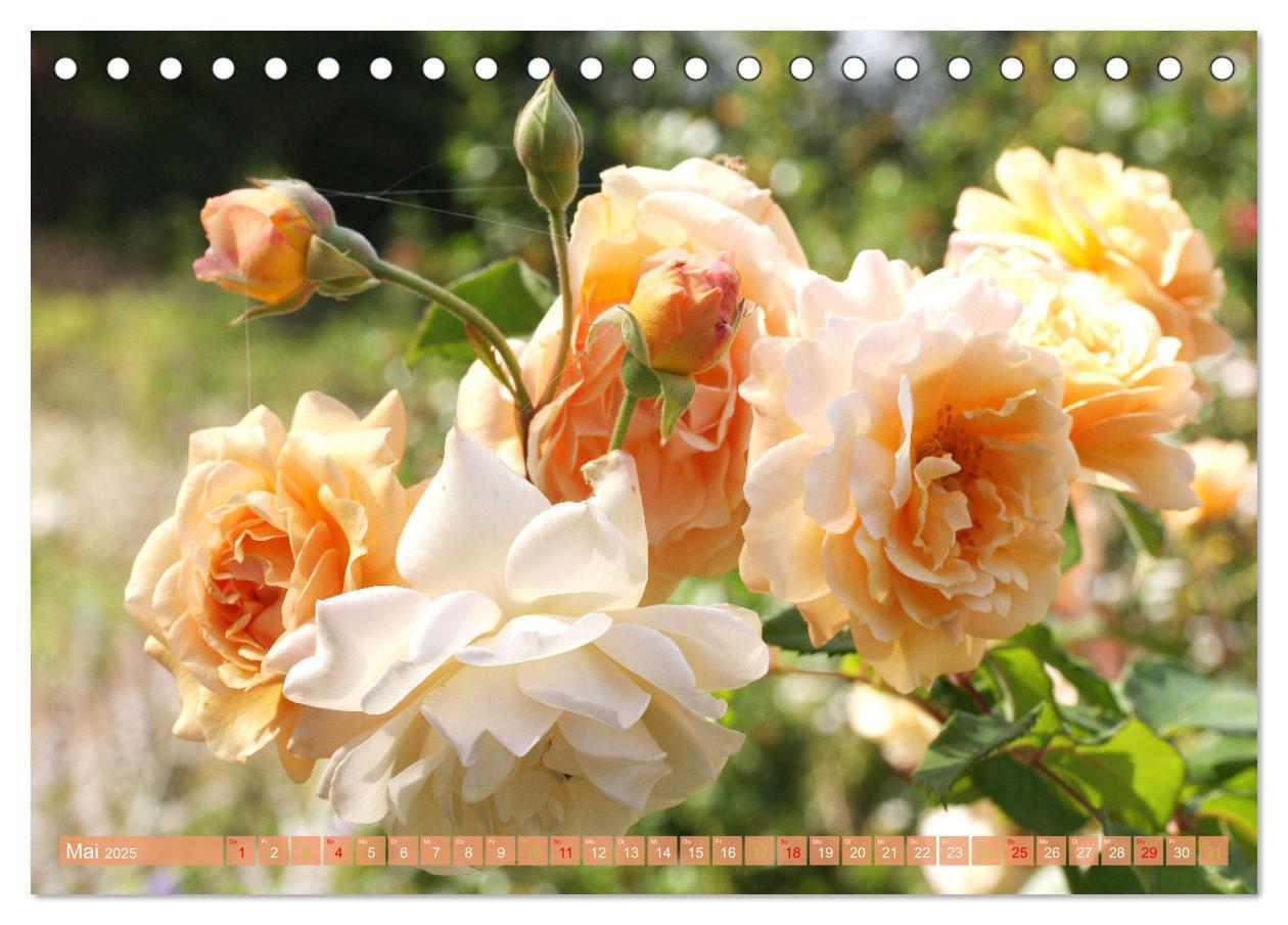 Bild: 9783383761072 | Blütenwunder - Mit Blumen durchs ganze Gartenjahr (Tischkalender...