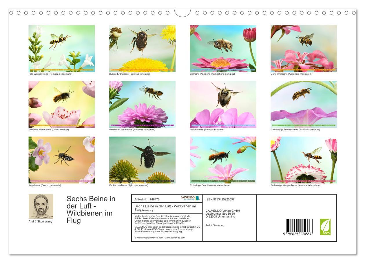 Bild: 9783435220557 | Sechs Beine in der Luft - Wildbienen im Flug (Wandkalender 2025 DIN...