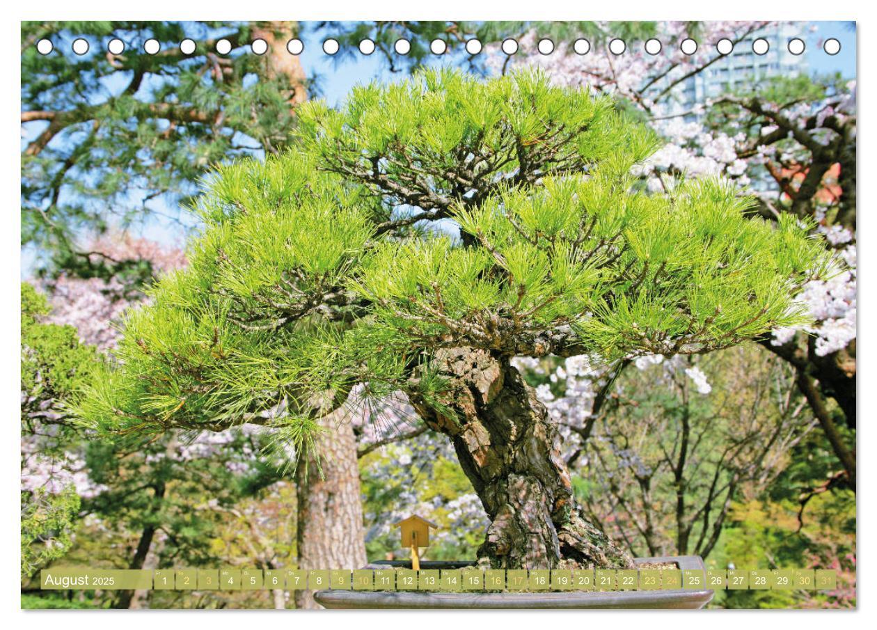 Bild: 9783457198148 | Gartenkunst aus Japan: Bonsai (Tischkalender 2025 DIN A5 quer),...