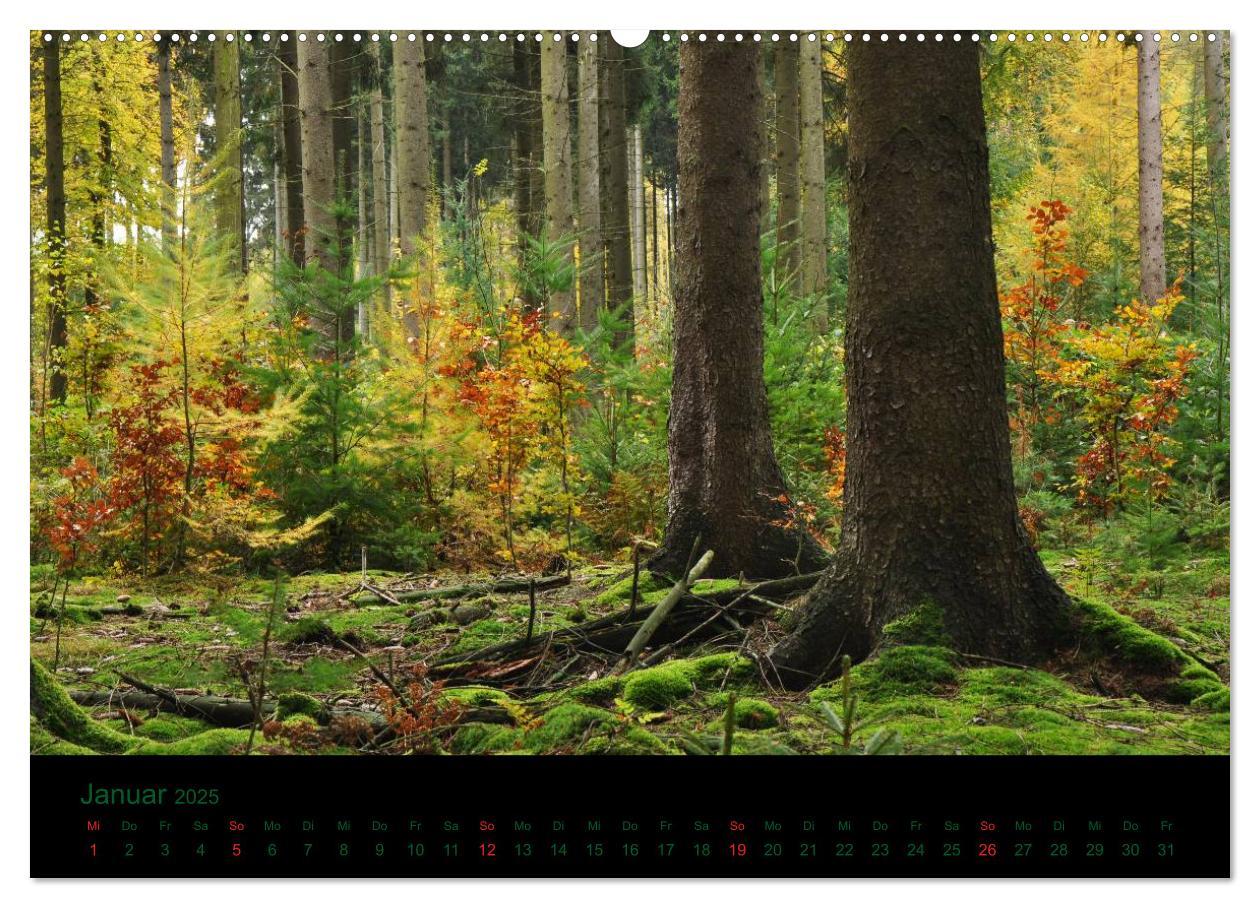 Bild: 9783435822744 | Baumgeflüster (Wandkalender 2025 DIN A2 quer), CALVENDO Monatskalender