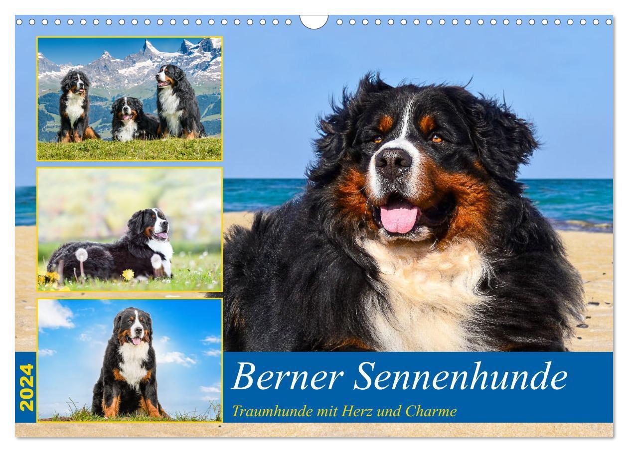 Cover: 9783383663963 | Berner Sennenhunde - Traumhunde mit Charme (Wandkalender 2024 DIN...