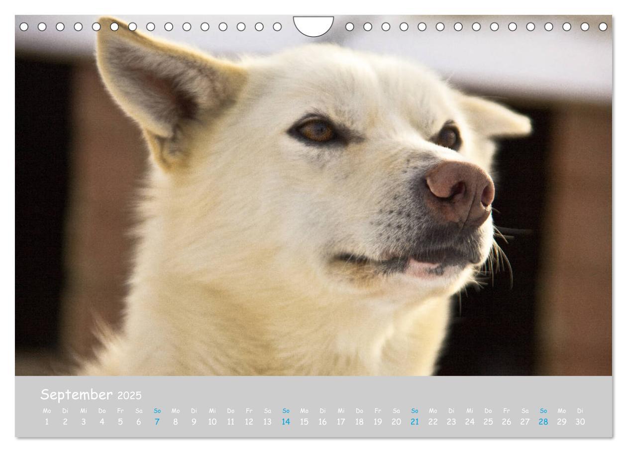 Bild: 9783435448890 | Alaskan Huskies (Wandkalender 2025 DIN A4 quer), CALVENDO...