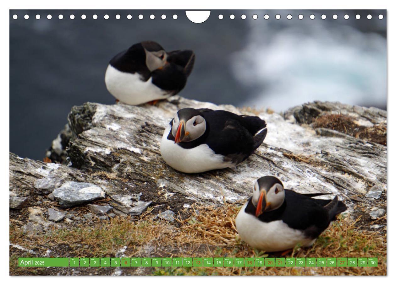 Bild: 9781325944064 | Puffins - small birds very big (Wall Calendar 2025 DIN A4...