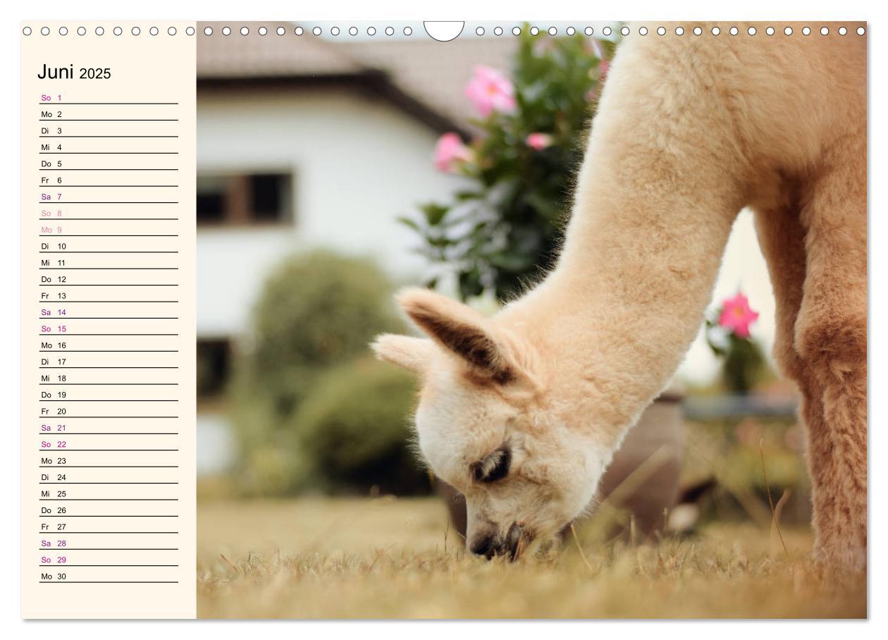 Bild: 9783435301256 | Alpakas im Blumenzauber (Wandkalender 2025 DIN A3 quer), CALVENDO...