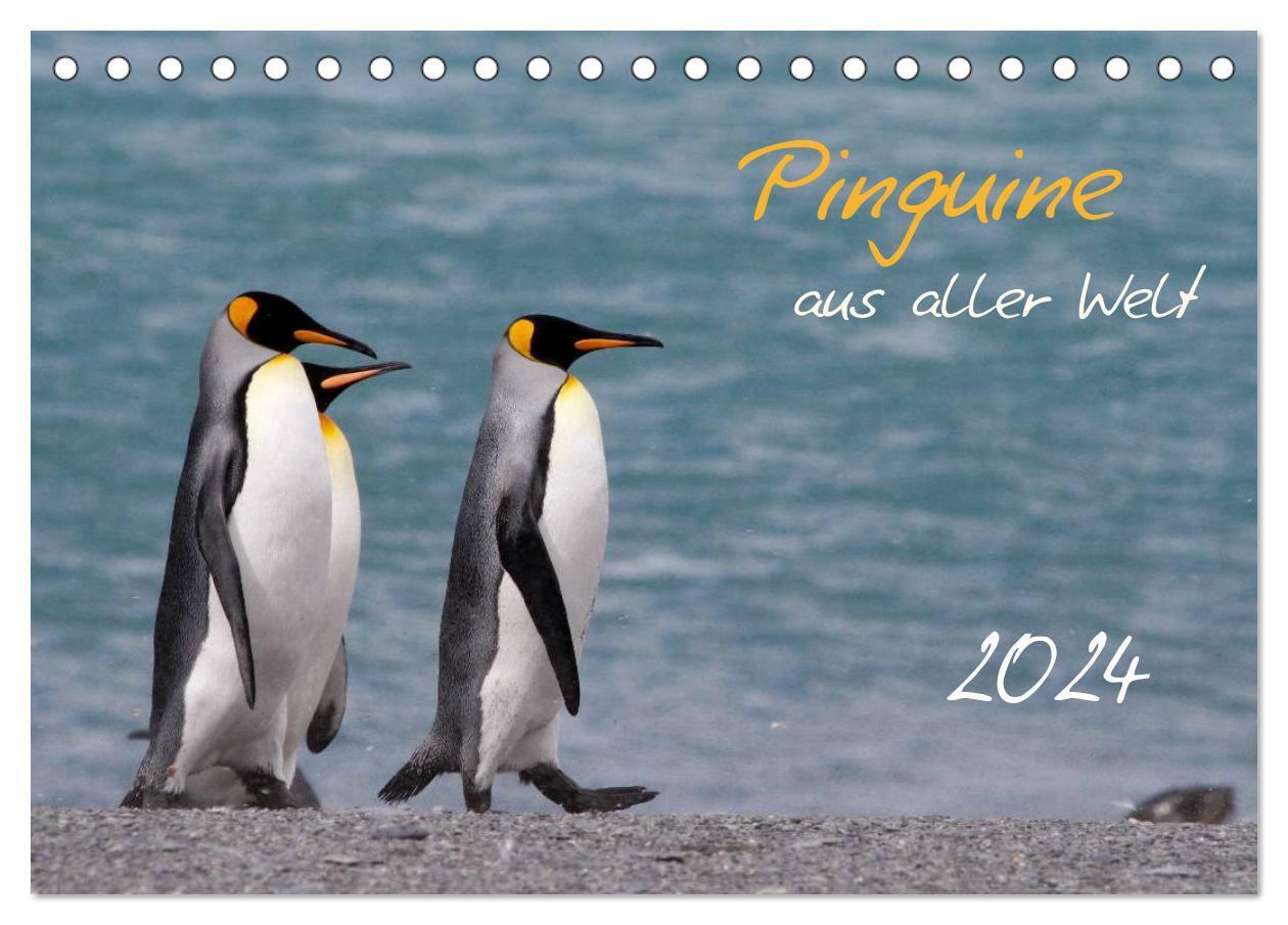 Cover: 9783383601286 | Pinguine aus aller Welt (Tischkalender 2024 DIN A5 quer), CALVENDO...