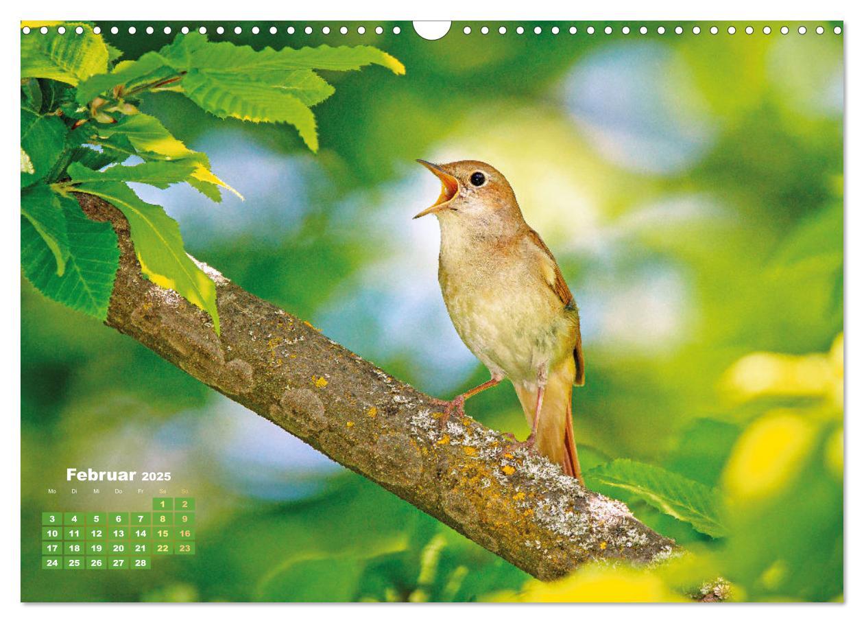 Bild: 9783383874031 | Amsel, Fink und Star: Heimische Vögel (Wandkalender 2025 DIN A3...