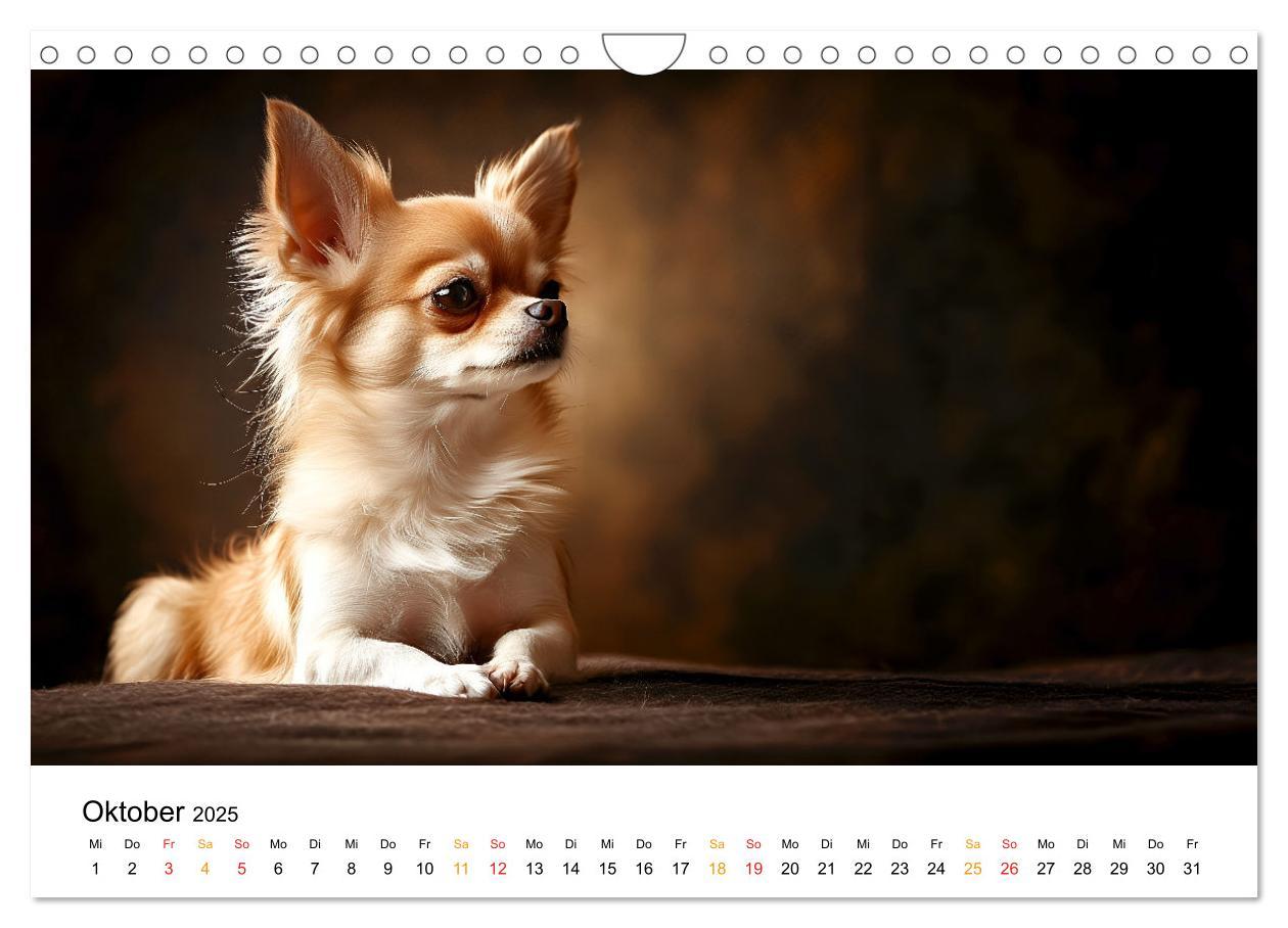 Bild: 9783457236932 | Chihuahua - kleine Energiebündel (Wandkalender 2025 DIN A4 quer),...