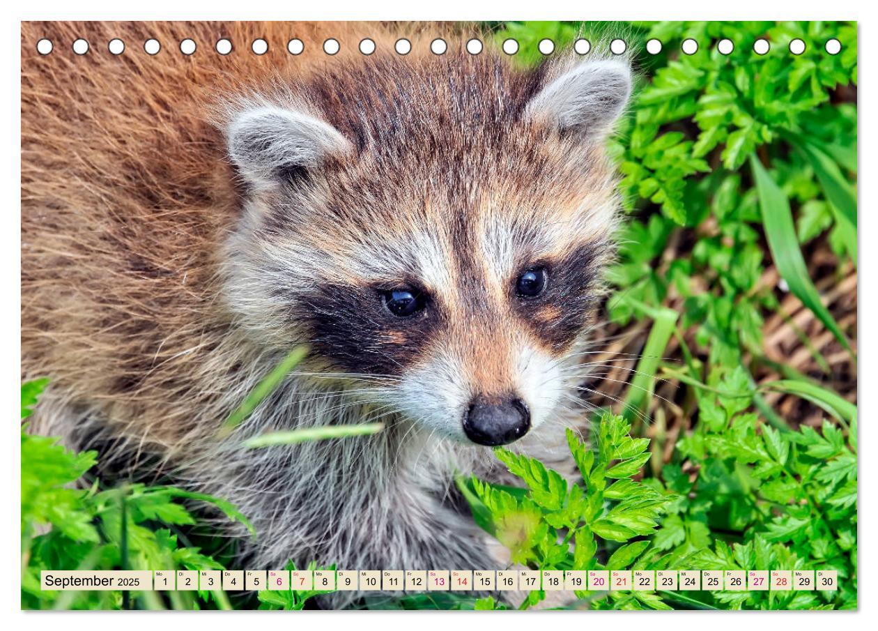 Bild: 9783435333868 | Waschbär - Niedlicher Allesfresser (Tischkalender 2025 DIN A5...