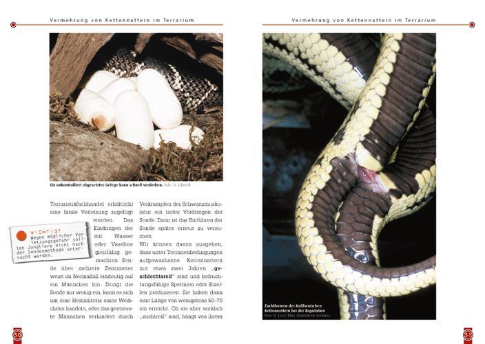 Bild: 9783937285030 | Die Kettennatter | Lampropeltis getula | Dieter Schmidt | Taschenbuch