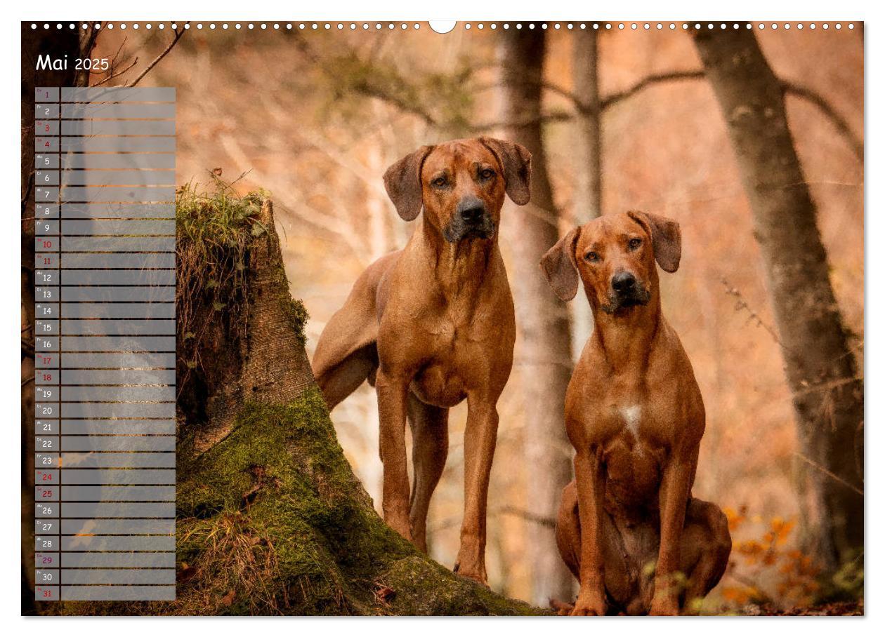 Bild: 9783435352449 | Rhodesian Ridgeback - Herzen auf vier Pfoten (hochwertiger Premium...