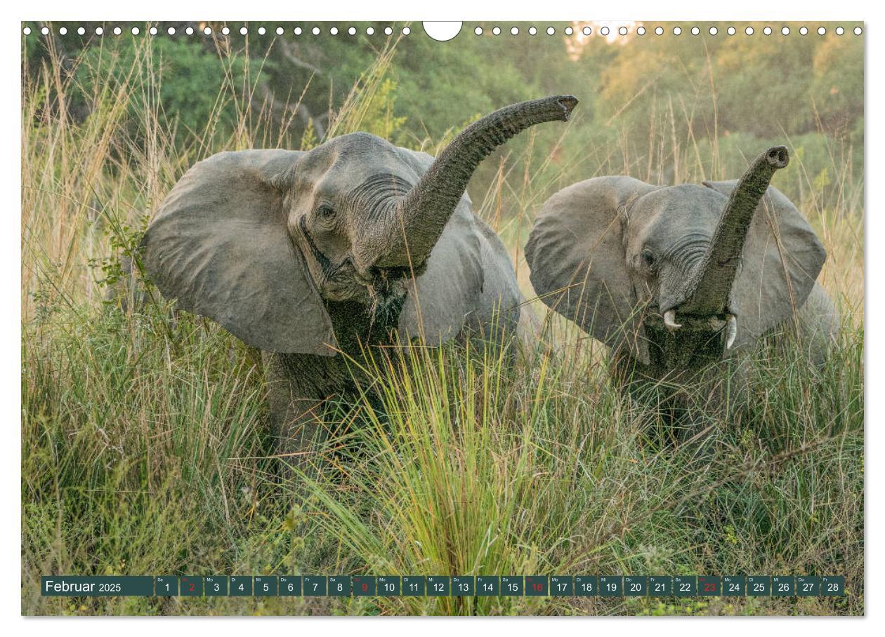 Bild: 9783435313198 | Wildlife Sambia (Wandkalender 2025 DIN A3 quer), CALVENDO...