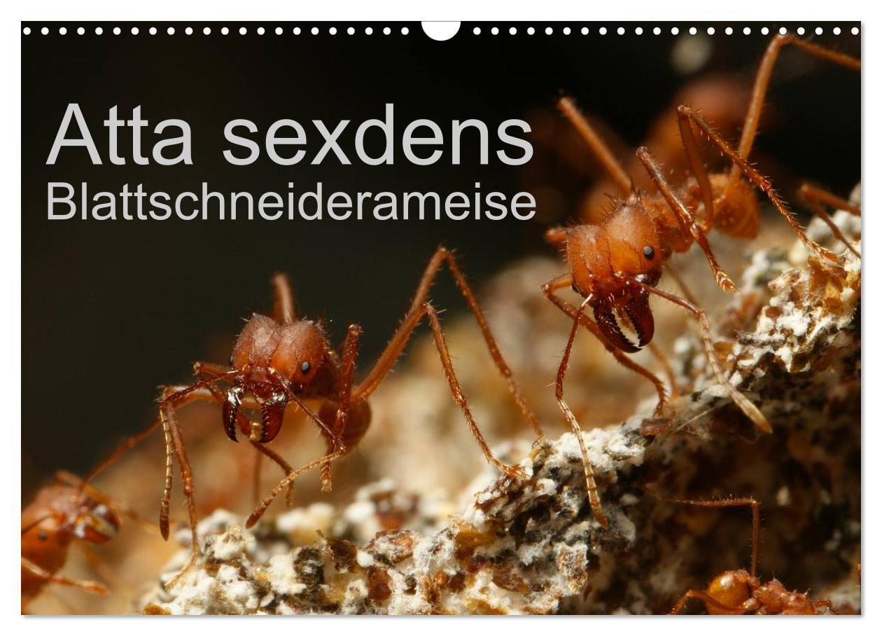 Cover: 9783383487255 | Atta sexdens - Blattschneiderameise (Wandkalender 2024 DIN A3...