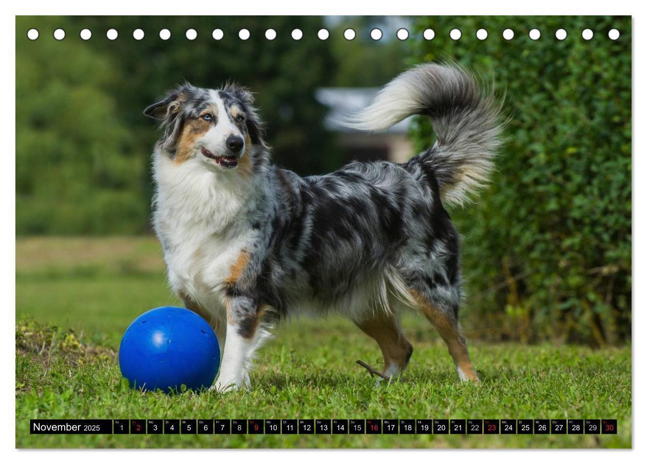 Bild: 9783435570287 | Bekannt wie ein bunter Hund. Australian Shepherd (Tischkalender...