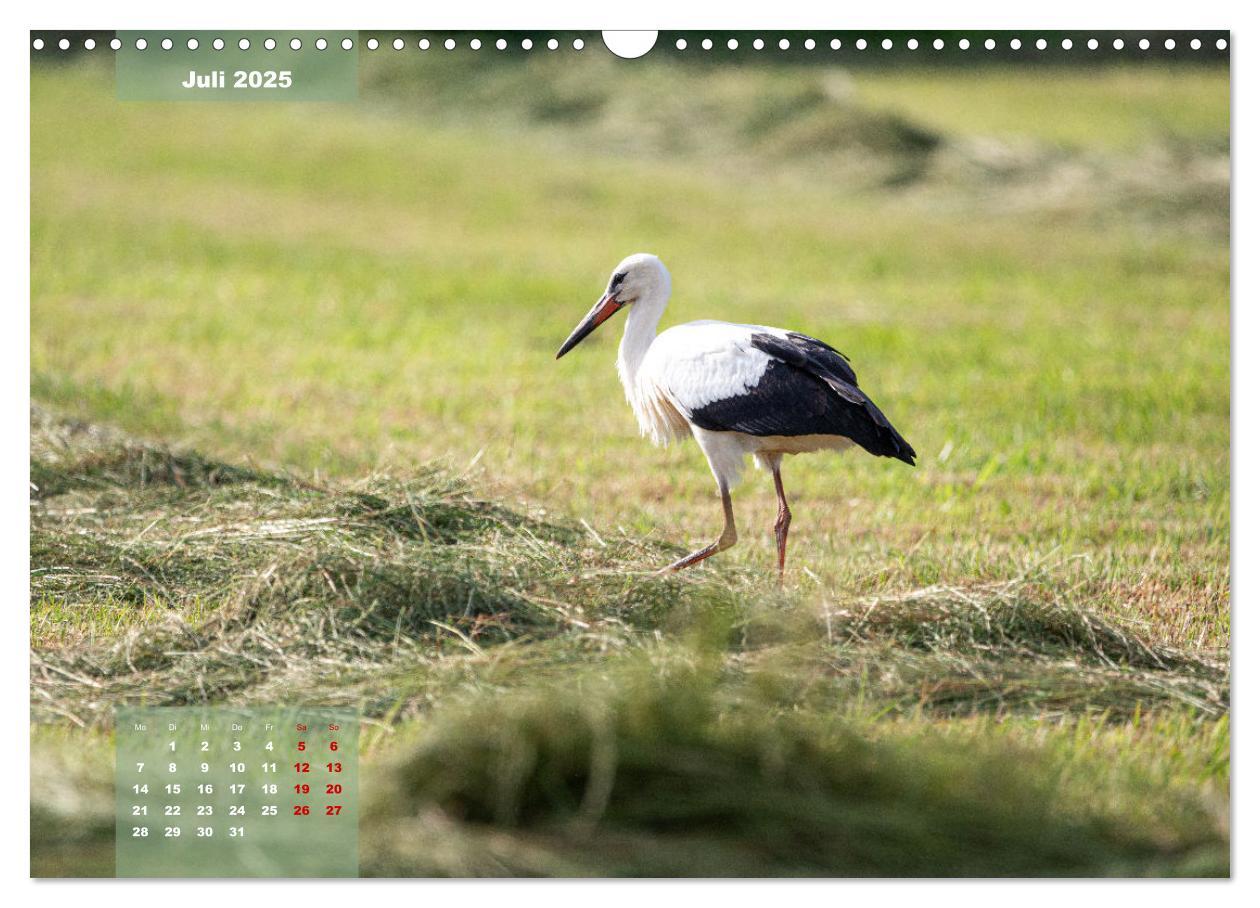 Bild: 9783383866937 | Ein Jahr Niederrhein Momente der Natur (Wandkalender 2025 DIN A3...