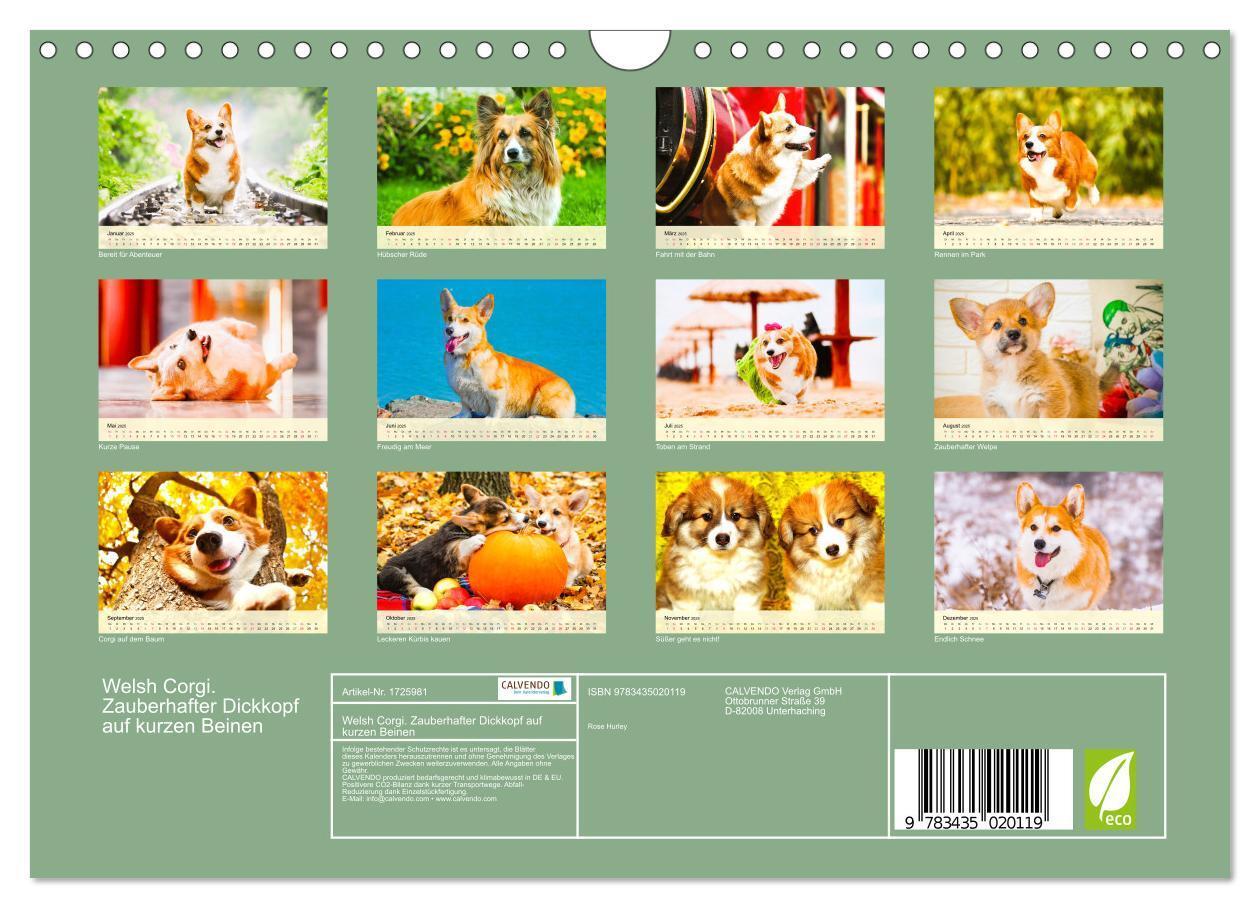 Bild: 9783435020119 | Welsh Corgi. Zauberhafter Dickkopf auf kurzen Beinen (Wandkalender...