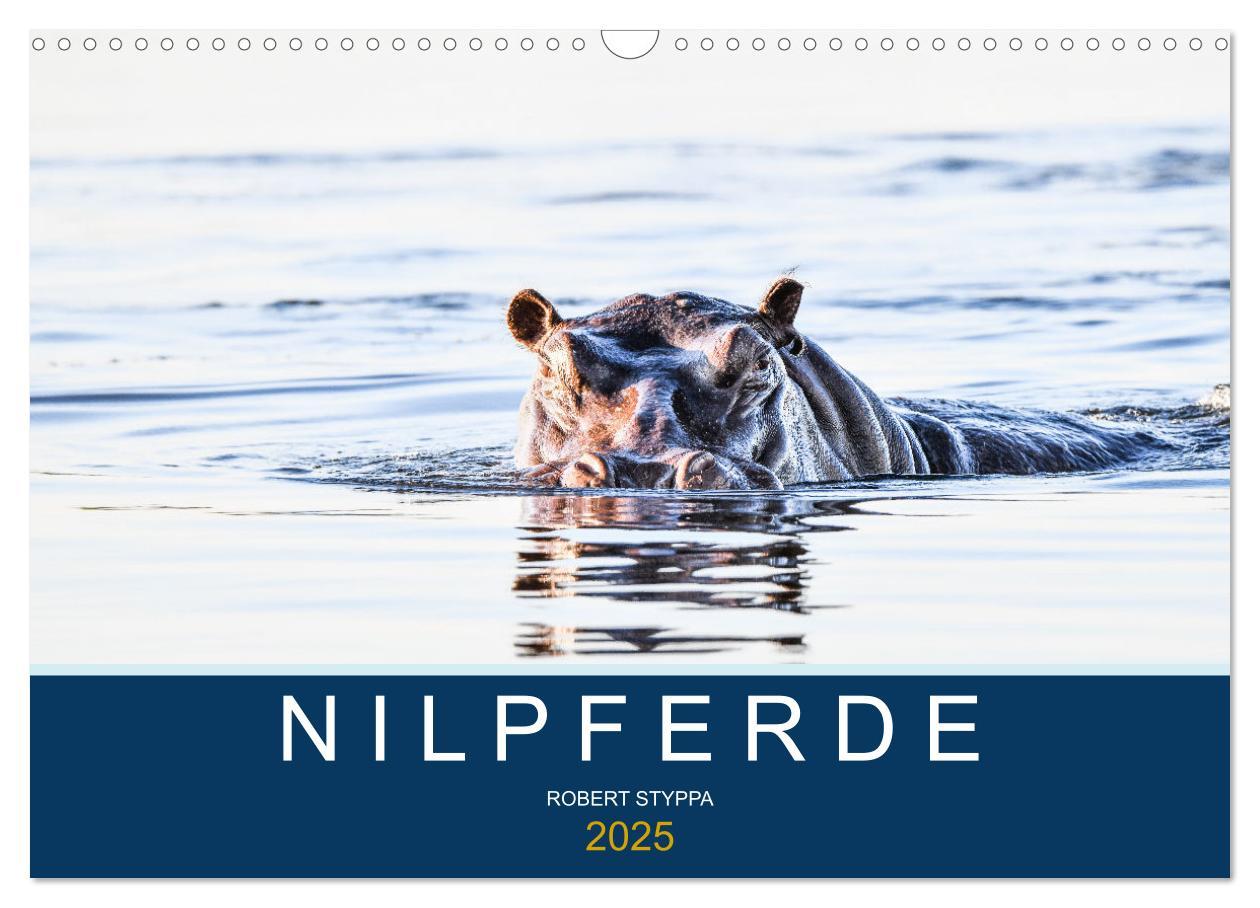 Cover: 9783435021482 | Nilpferde, Kolosse in Afrika (Wandkalender 2025 DIN A3 quer),...