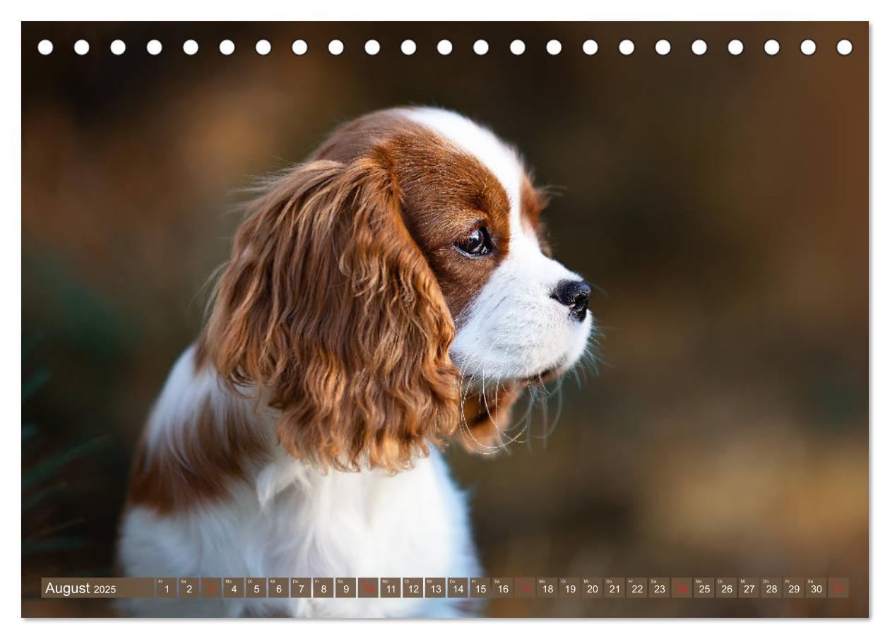 Bild: 9783435178896 | Der Welpenkalender - Cavalier King Charles Spaniel (Tischkalender...