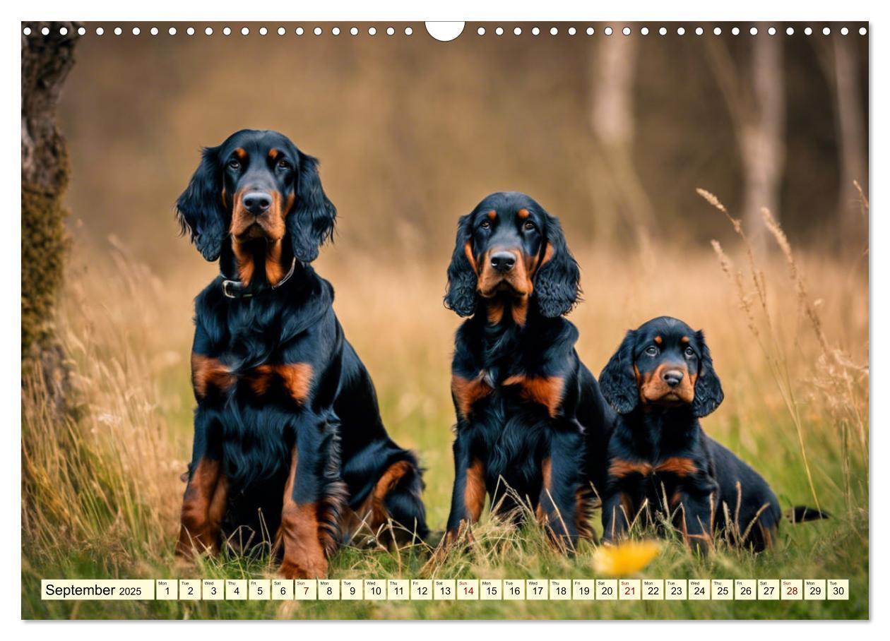 Bild: 9781325979608 | Gordon Setter - elegant powerhouse (Wall Calendar 2025 DIN A3...