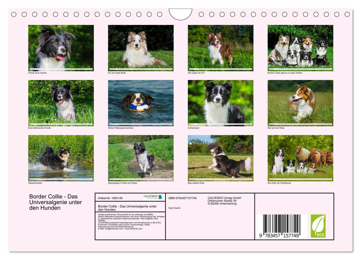 Bild: 9783457157749 | Border Collie - Das Universalgenie unter den Hunden (Wandkalender...