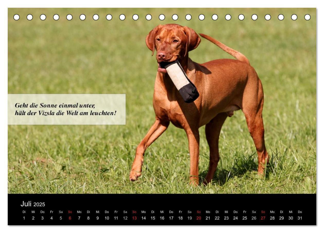 Bild: 9783435518708 | Magyar Vizsla - Zauberhafte Kobolde (Tischkalender 2025 DIN A5...