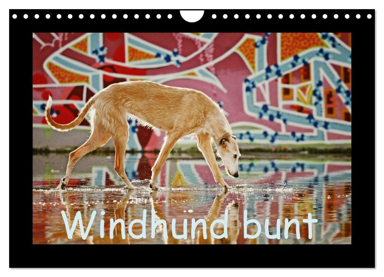 Cover: 9783383428425 | Windhund bunt (Wandkalender 2024 DIN A4 quer), CALVENDO Monatskalender