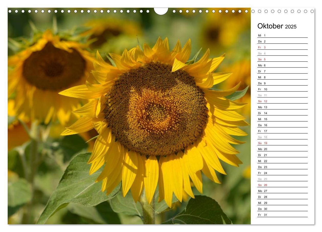 Bild: 9783435476770 | Ein Jahr lang Sonnenblumen (Wandkalender 2025 DIN A3 quer),...