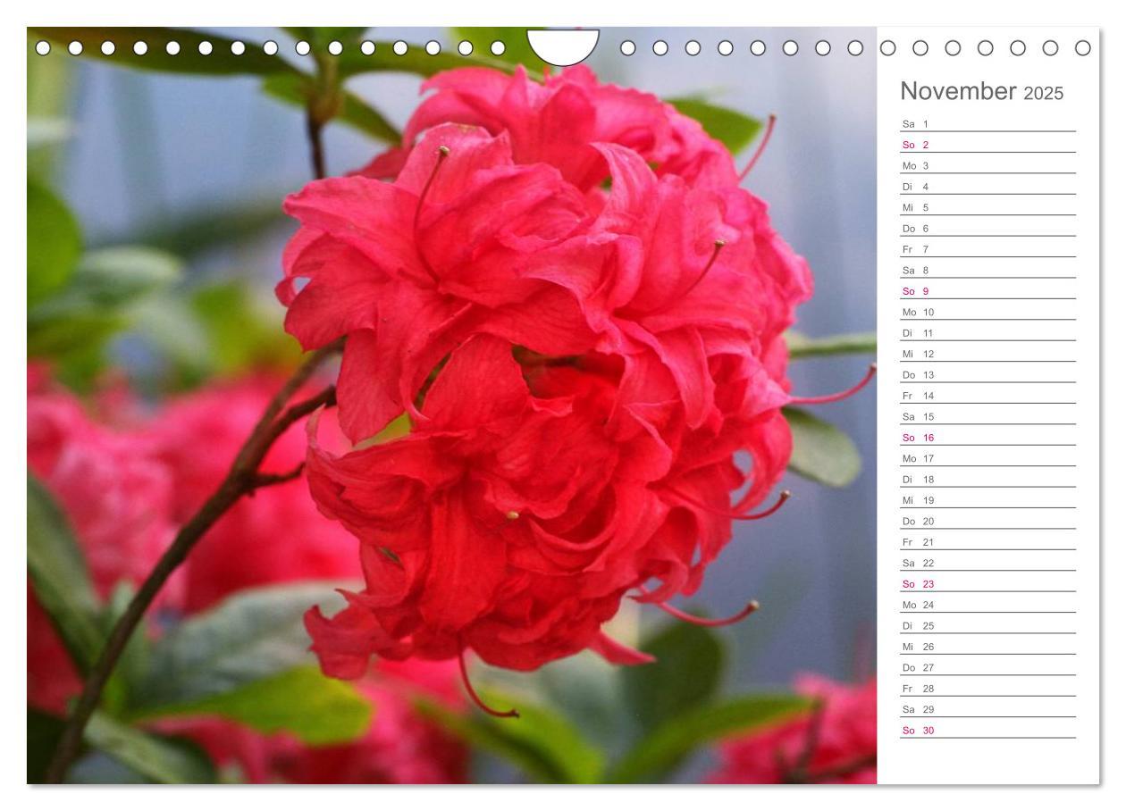 Bild: 9783435492091 | Rhododendron Schönheiten im Garten (Wandkalender 2025 DIN A4 quer),...