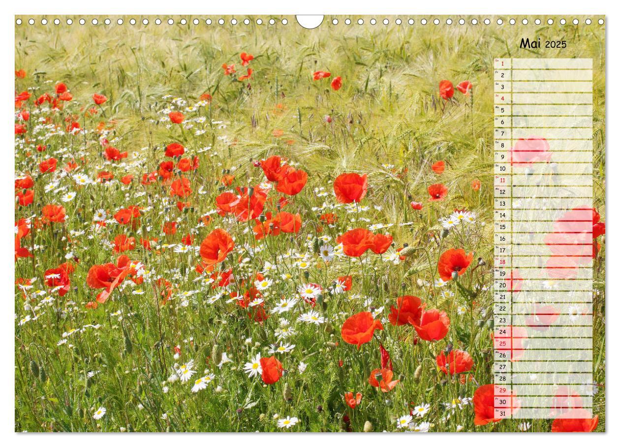 Bild: 9783435288137 | Klatschmohn im Feld (Wandkalender 2025 DIN A3 quer), CALVENDO...